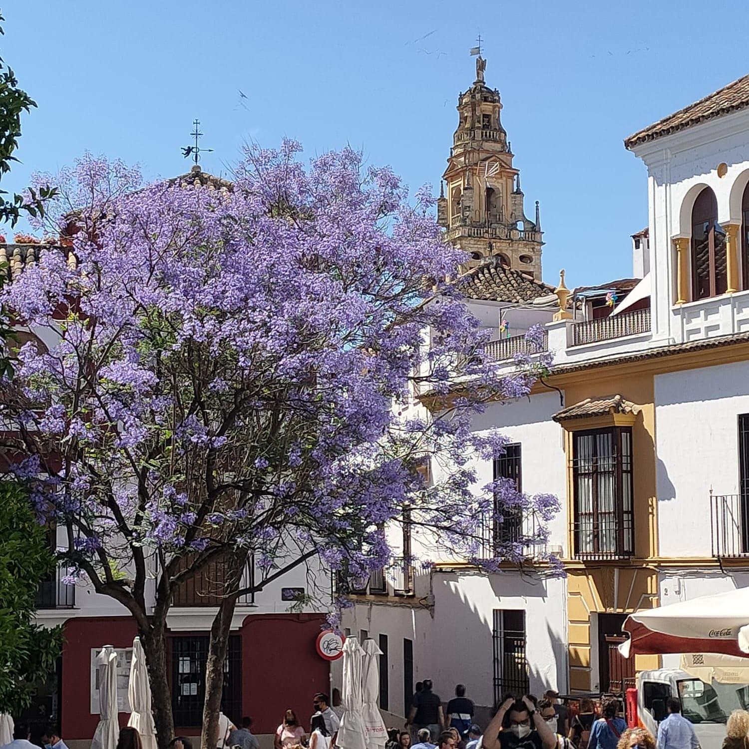 A 20 Metros De La Mezquita Catedral ,Apartamentos Turistico Cespedes 5 Córdoba Rum bild